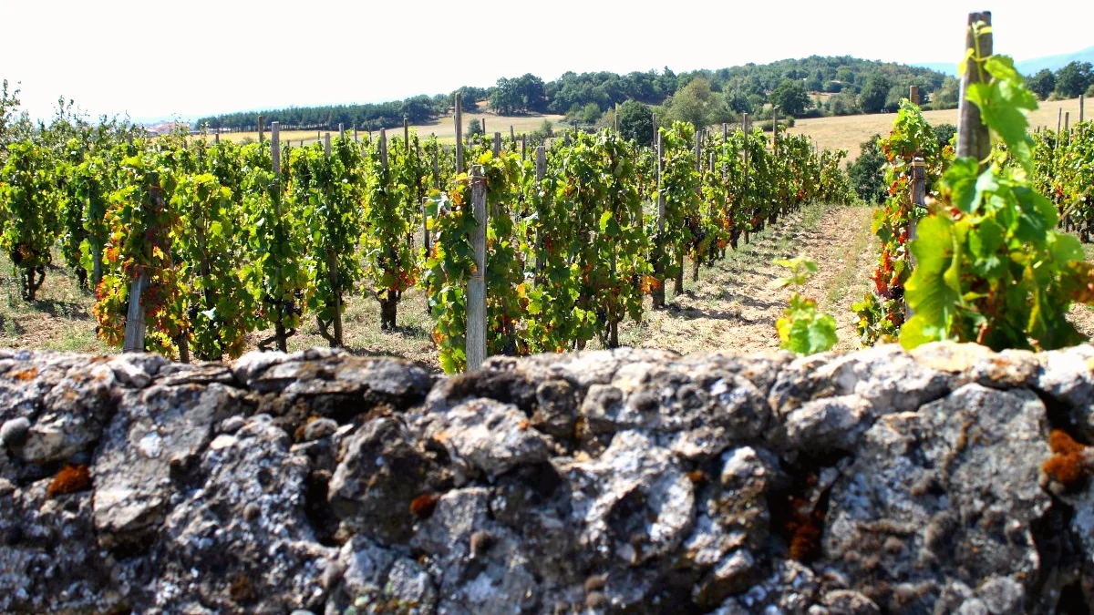Vignoble du nord Rhône — murs en pierre sèche et rangées de vignes